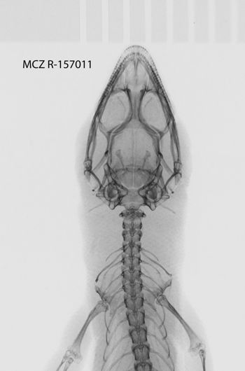 Media type: image;   Herpetology R-157011